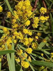 Acacia uncifolia