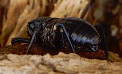 Eugaster guyoni
