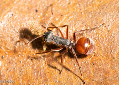 Polyrhachis bicolor