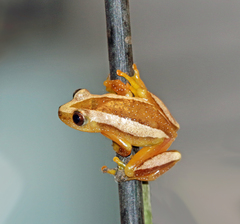 Afrixalus fornasini