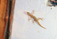 Ptyodactylus togoensis