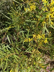 Acacia uncifolia