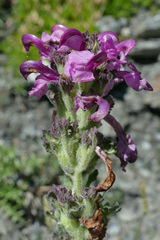 Pedicularis gyroflexa