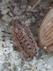 Porcellionides cingendus