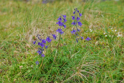 Image of Delphinium chamissonis by no rights reserved