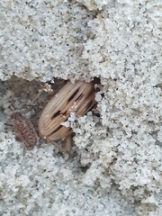 Porcellionides cingendus