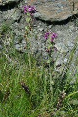 Pedicularis gyroflexa