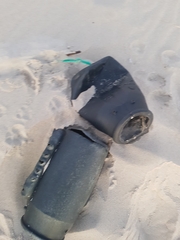 Porcellionides cingendus