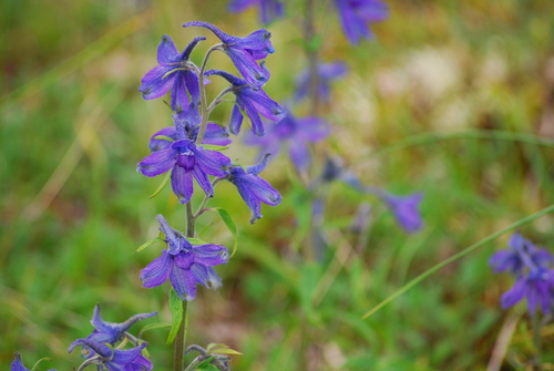 Image of Delphinium chamissonis by no rights reserved