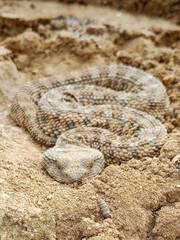 Cerastes cerastes