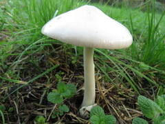 Volvopluteus gloiocephalus