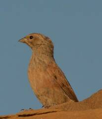 Emberiza sahari