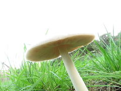 Volvopluteus gloiocephalus