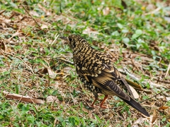 Zoothera aurea