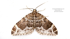 Xanthorhoe ulingensis