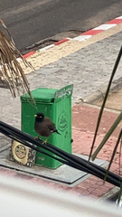 Acridotheres tristis