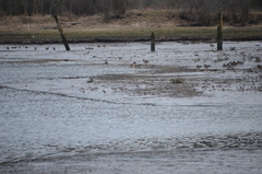 Calidris alpina