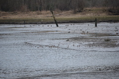 Calidris alpina
