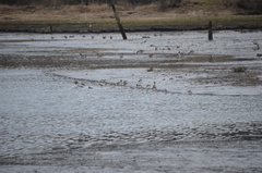 Calidris alpina