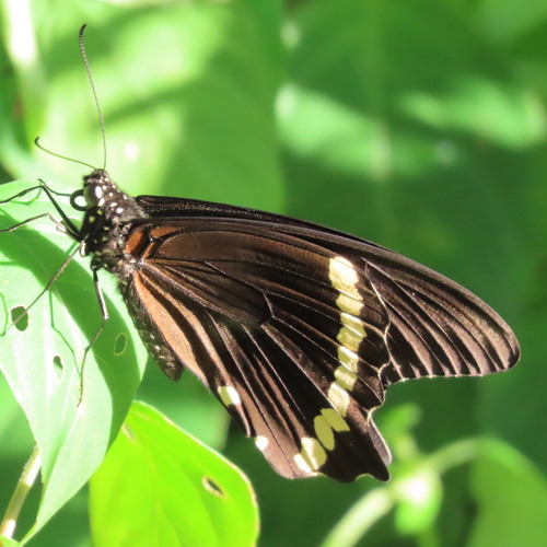 Narrow Green-banded Swallowtail