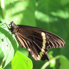 Papilio nireus lyaeus