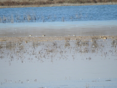 Calidris alpina