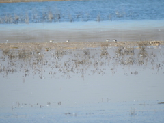 Calidris alpina