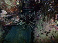 Phyllacanthus parvispinus