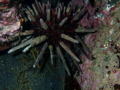 Phyllacanthus parvispinus