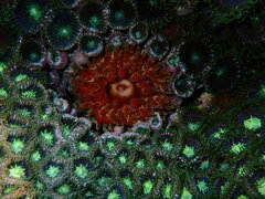 Phlyctenanthus australis