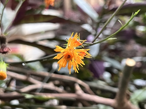 Gynura bicolor iNat (1)
