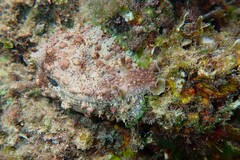 Dolabrifera brazieri