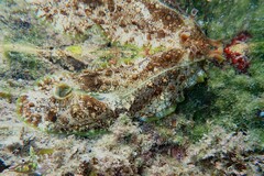 Dolabrifera brazieri