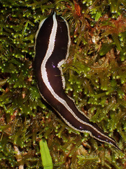 Australopacifica