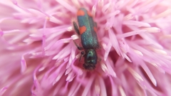 Trichodes quadriguttatus