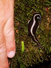 Australopacifica