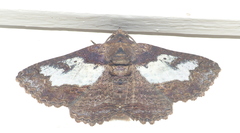 Pericyma