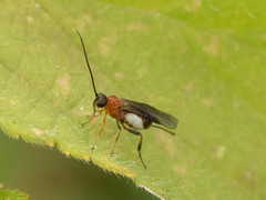 Braconidae