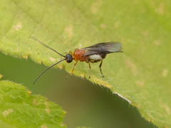 Braconidae