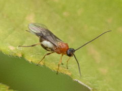 Braconidae