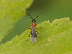 Braconidae
