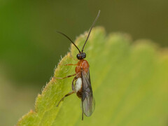 Braconidae