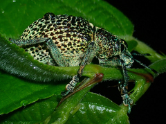 Entimus granulatus