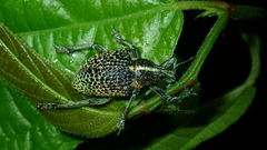 Entimus granulatus