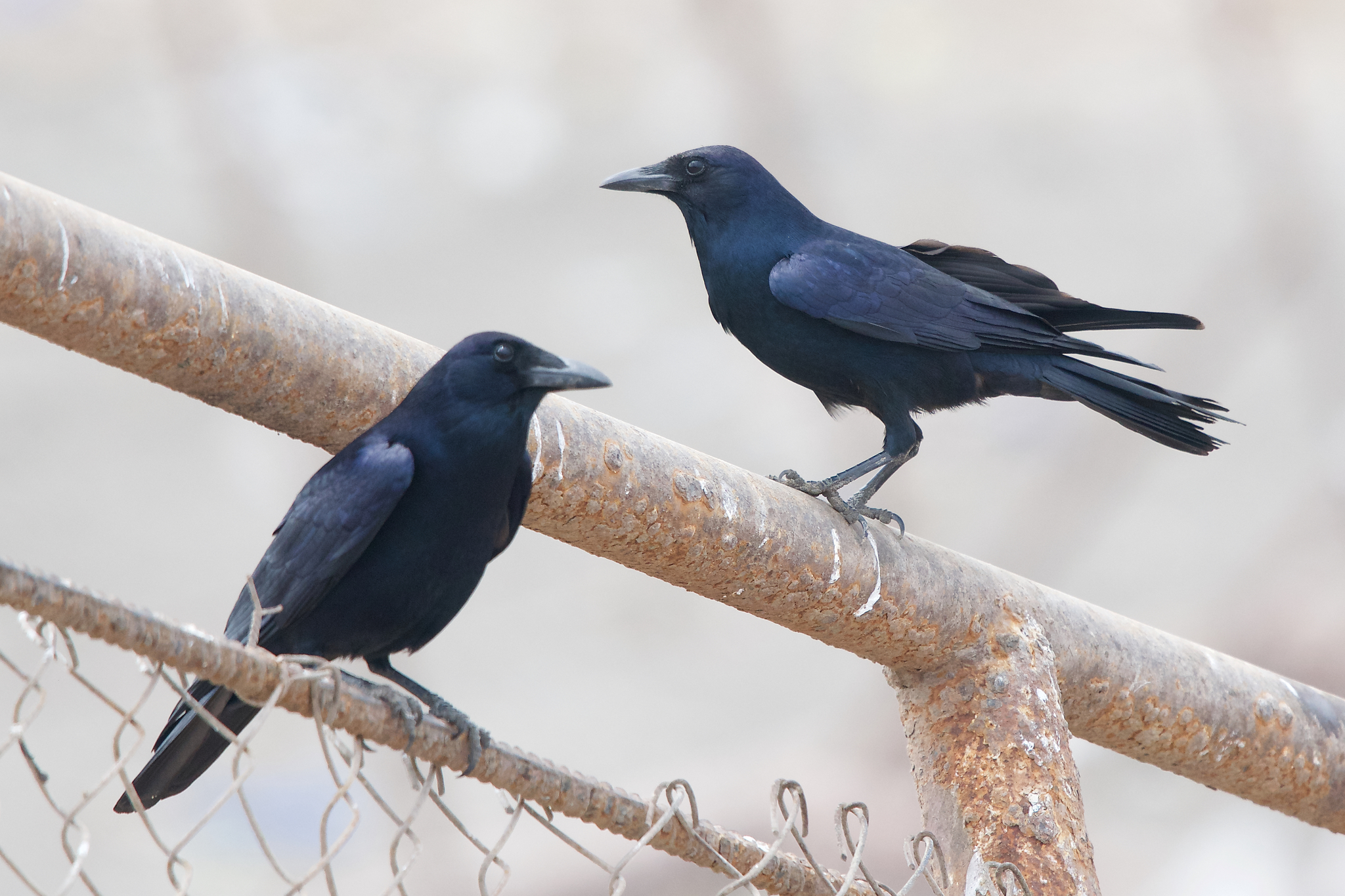 Tamaulipas Crow illustration