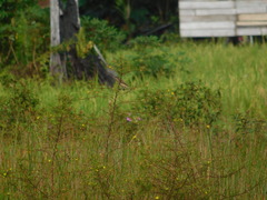 Saxicola torquatus