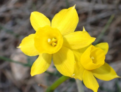 Narcissus assoanus