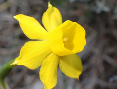 Narcissus assoanus