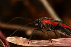 Dionconotus neglectus