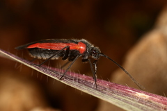 Dionconotus neglectus